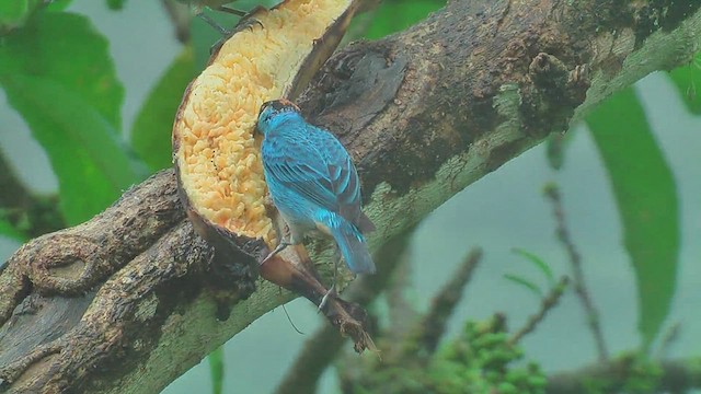 Golden-naped Tanager - ML629993326
