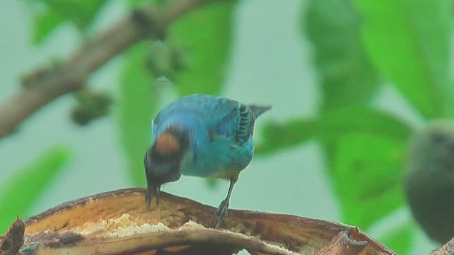 Golden-naped Tanager - ML629993327