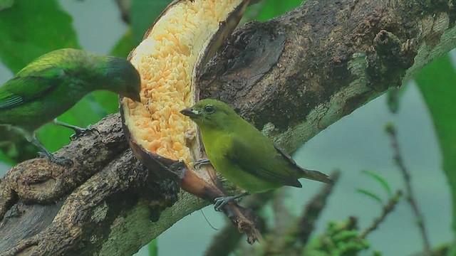 Black-capped Tanager - ML629993349