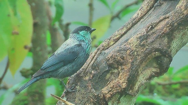 Black-capped Tanager - ML629993350