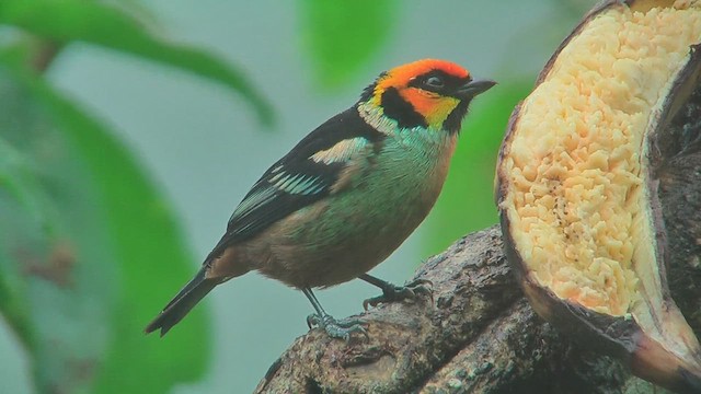 Flame-faced Tanager - ML629993417