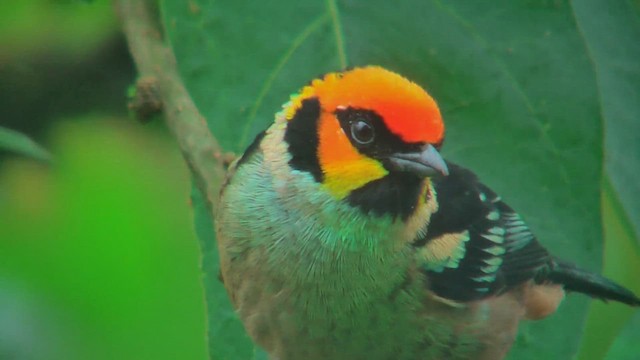 Flame-faced Tanager - ML629993418