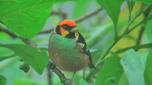 Flame-faced Tanager - ML629993419