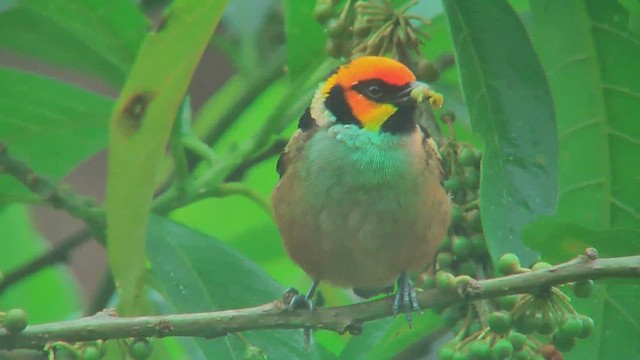 Flame-faced Tanager - ML629993420