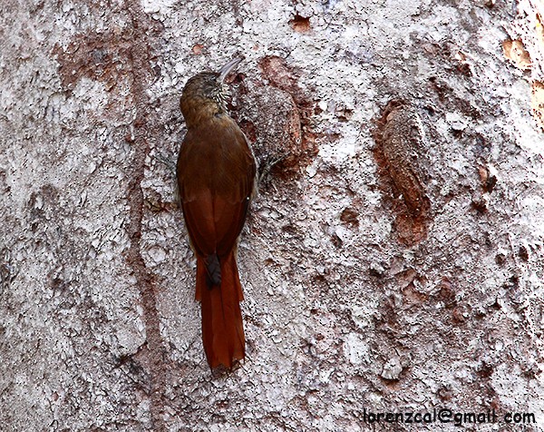 Duida Woodcreeper - ML629993437