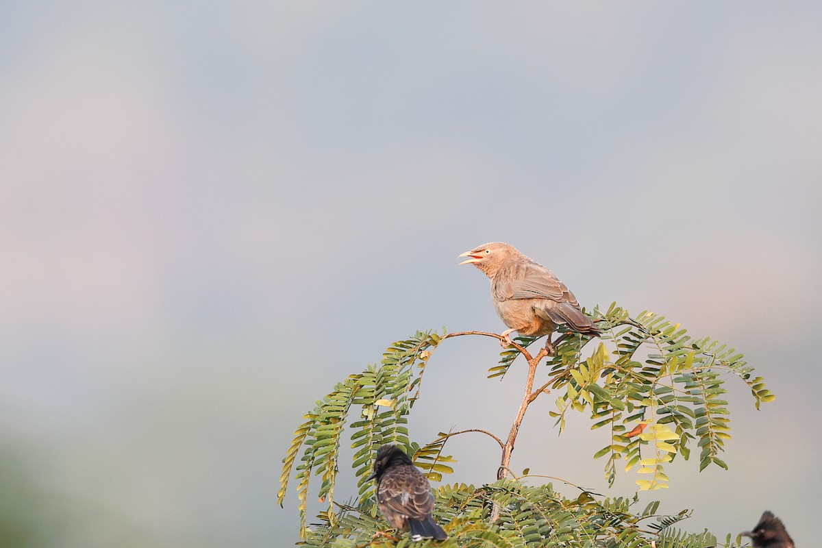 Jungle Babbler - ML629993774