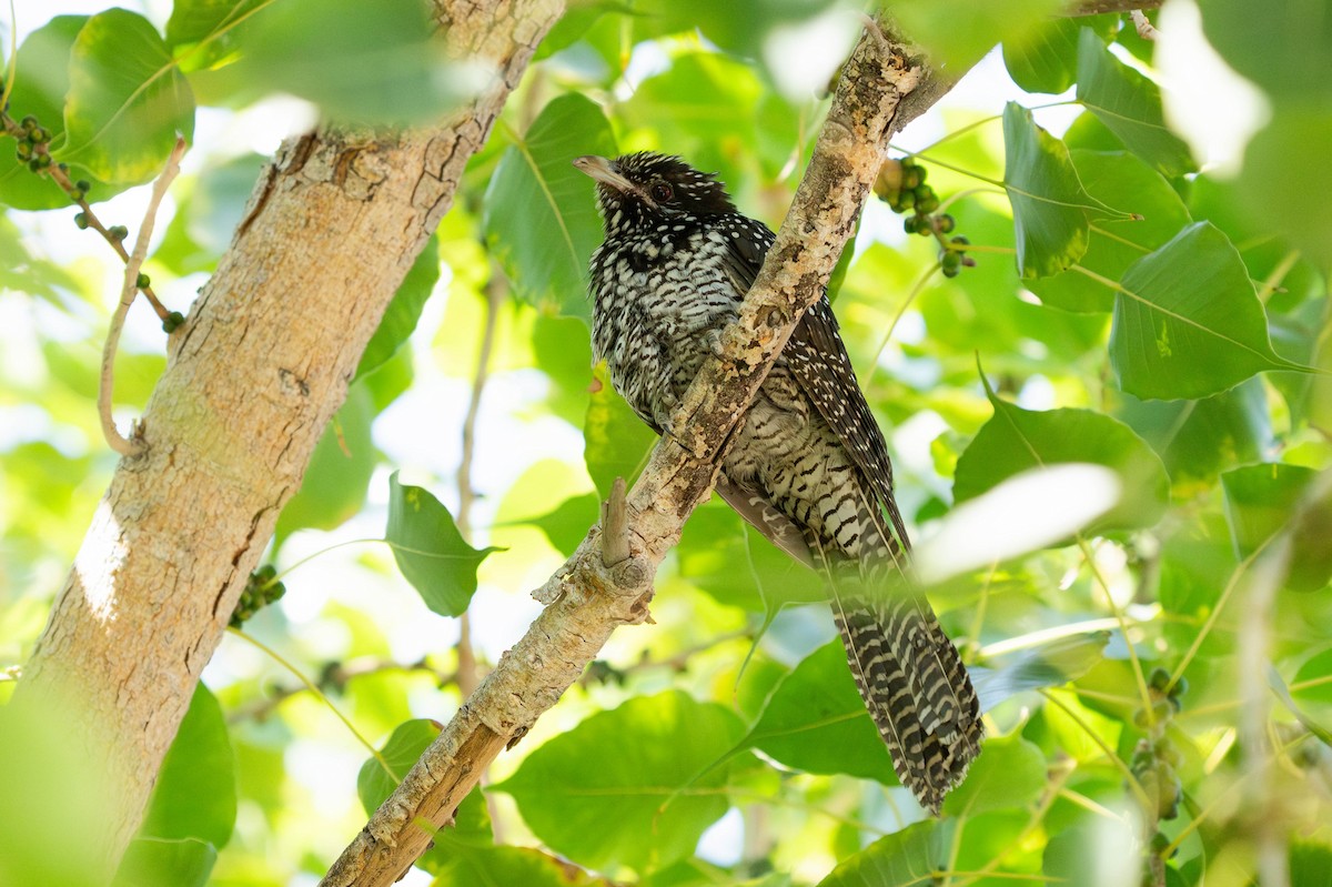 Asian Koel - ML629993798