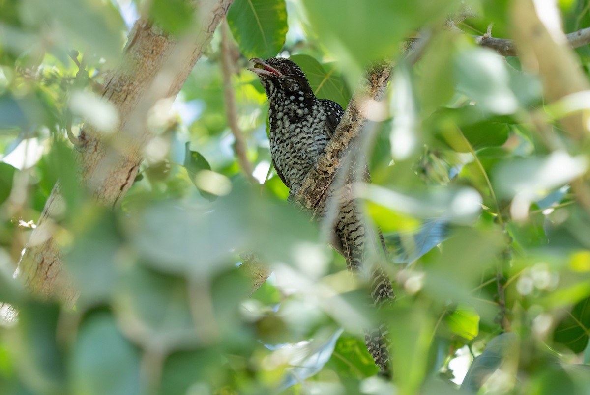 Asian Koel - ML629993799