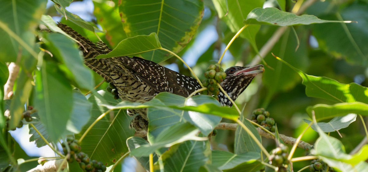 Asian Koel - ML629993800