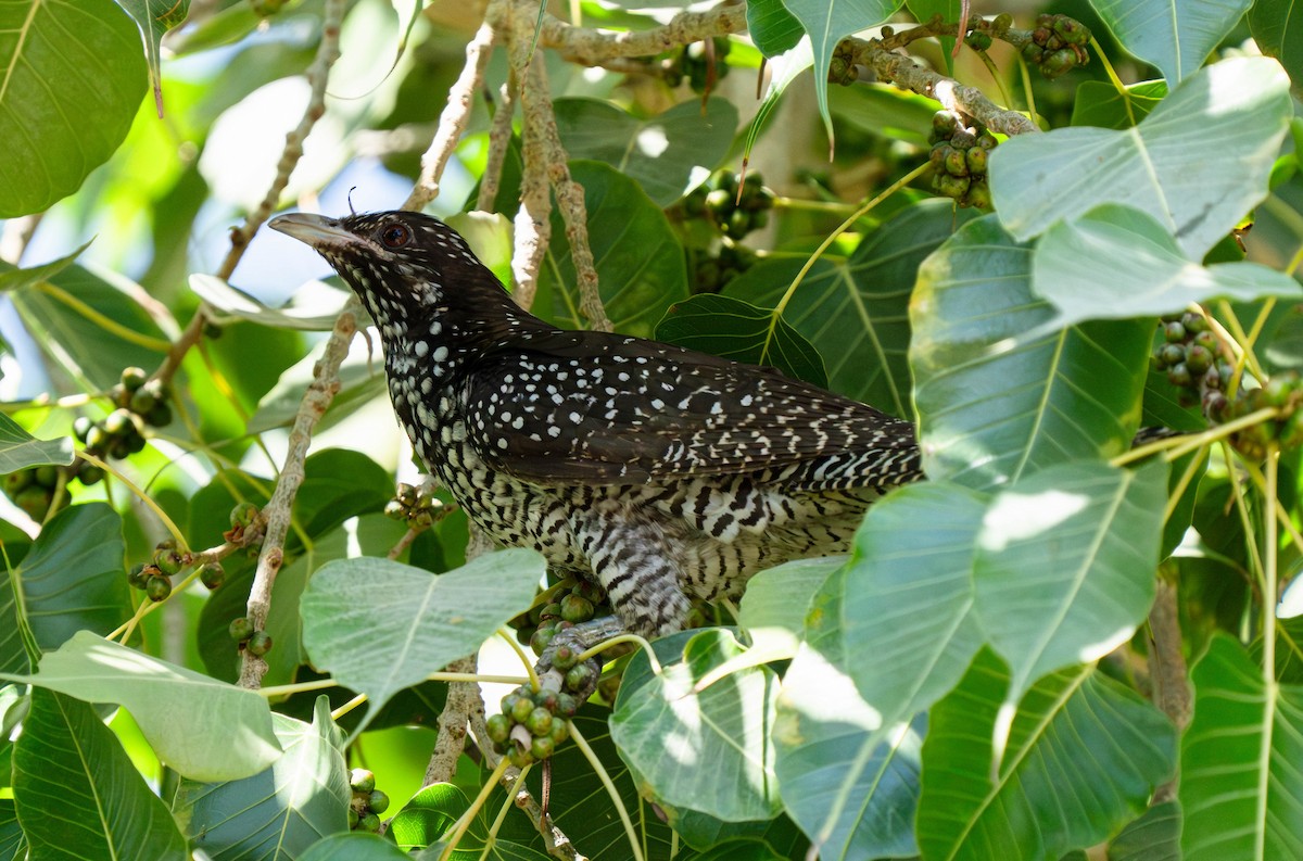 Asian Koel - ML629993802