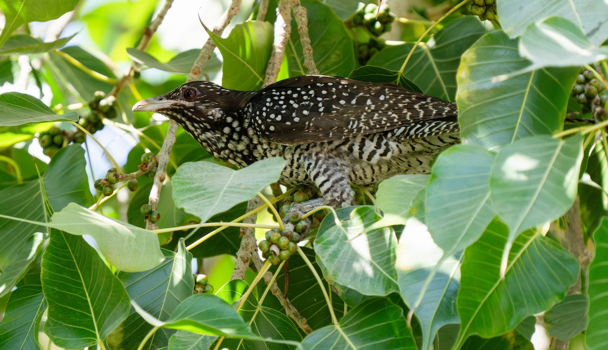 Asian Koel - ML629993803