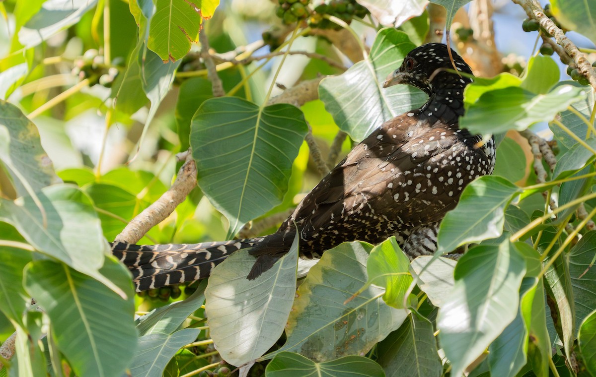 Asian Koel - ML629993804