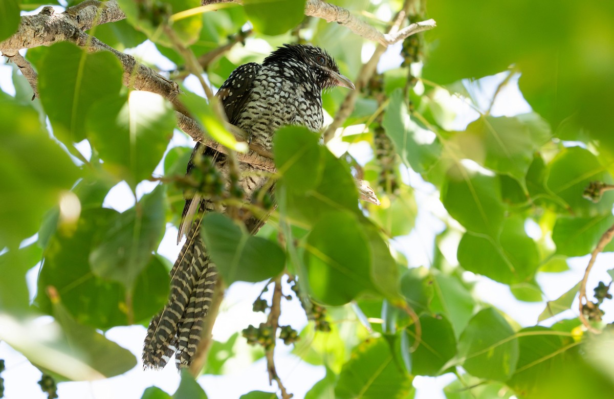 Asian Koel - ML629993805