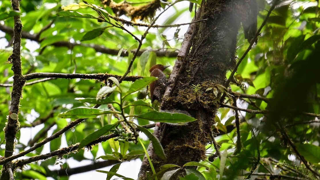 Lita Woodpecker - ML629993859