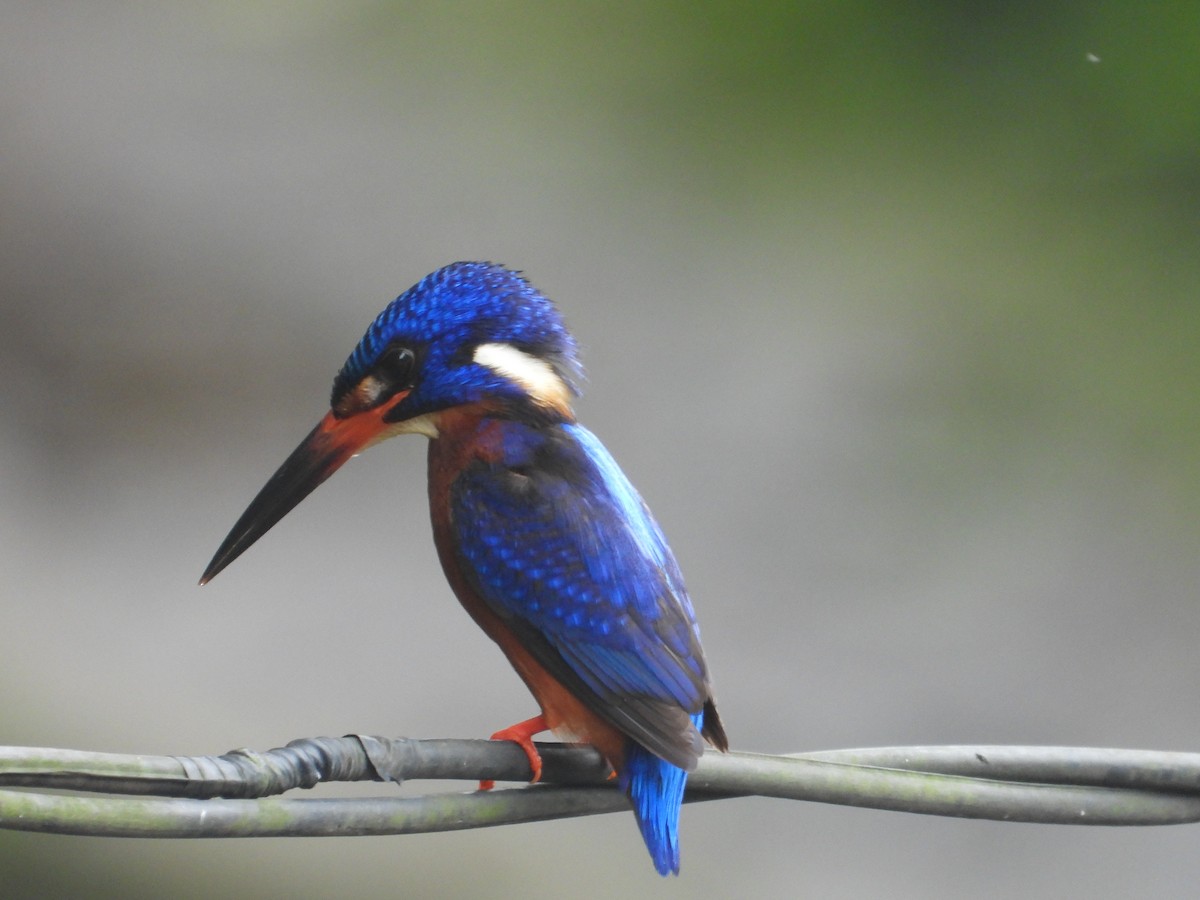 Blue-eared Kingfisher - ML629993877