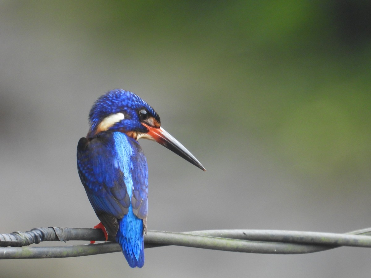 Blue-eared Kingfisher - ML629993878