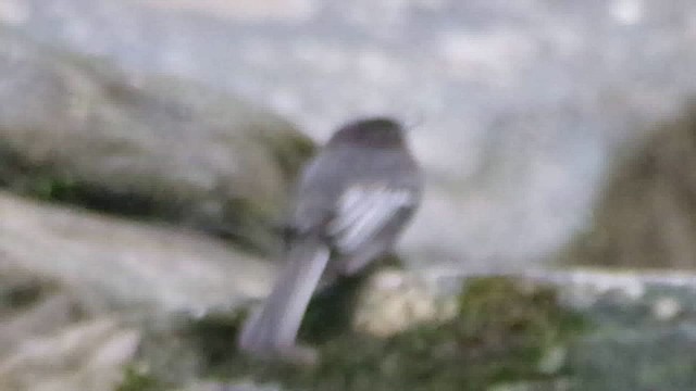 Black Phoebe - ML629994029