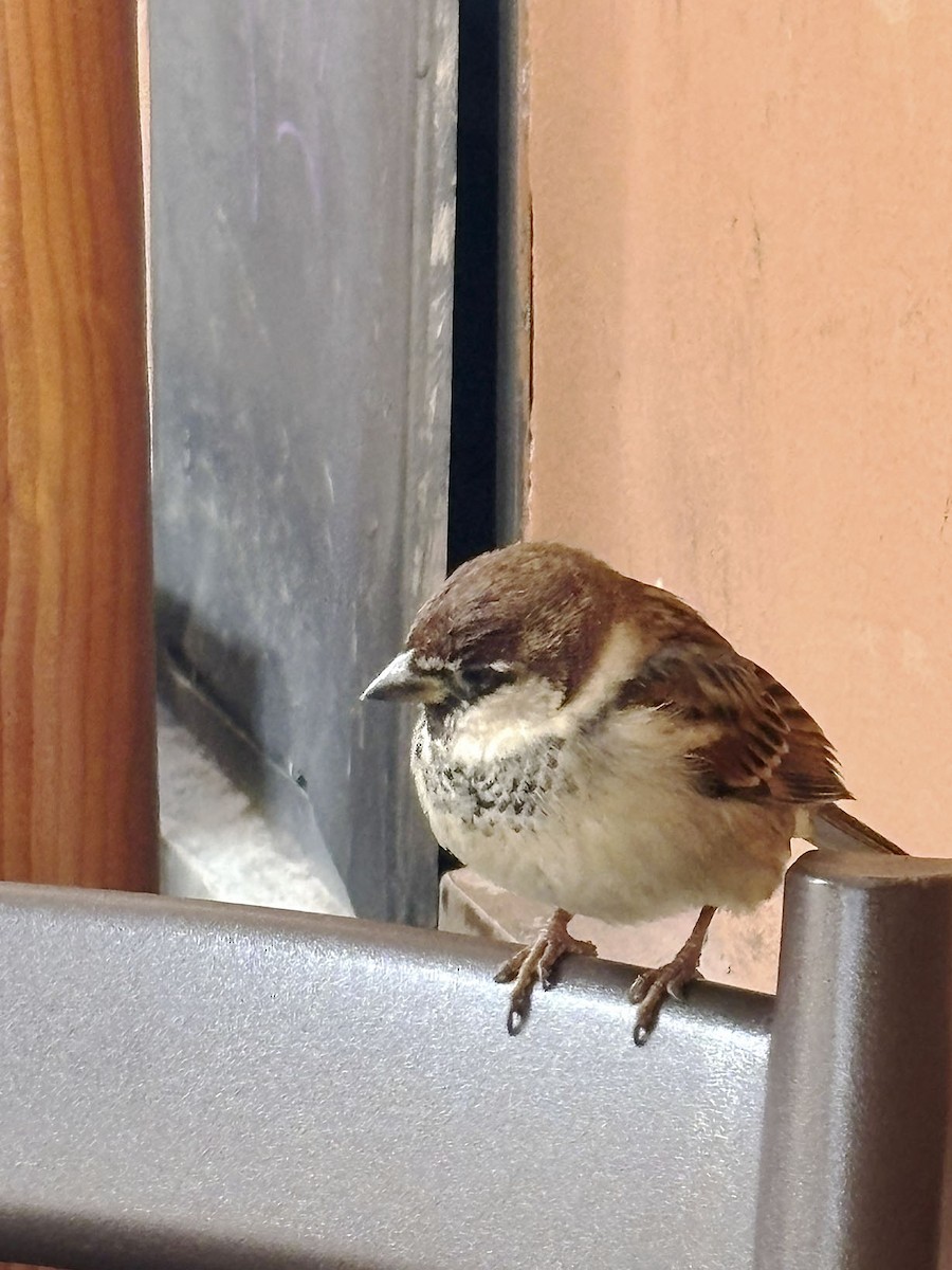 Moineau cisalpin - ML629994171