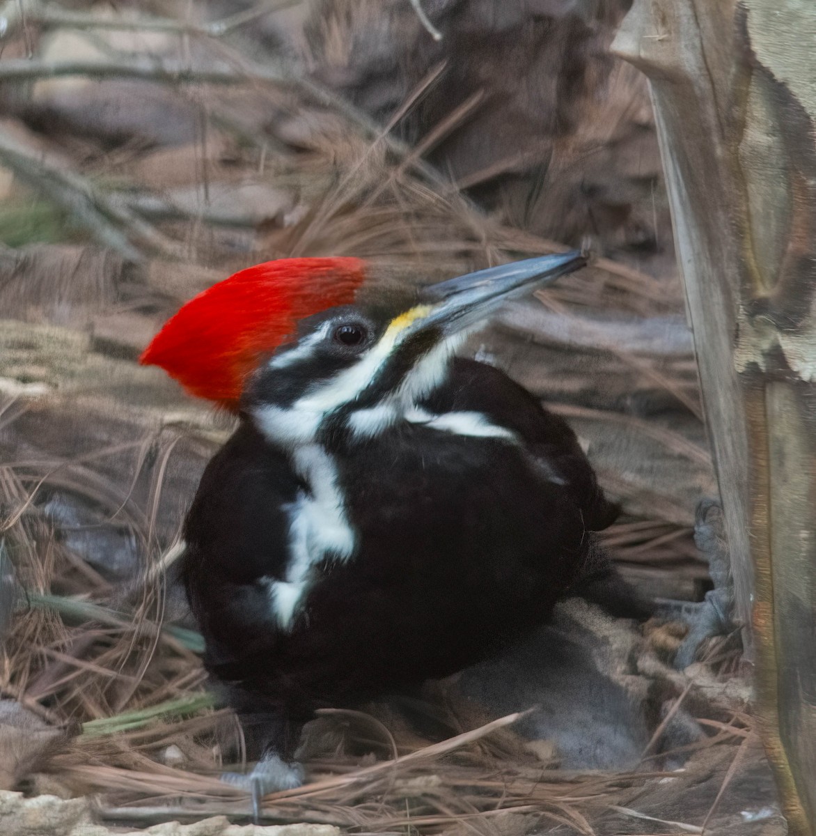 Pileated Woodpecker - ML629994491