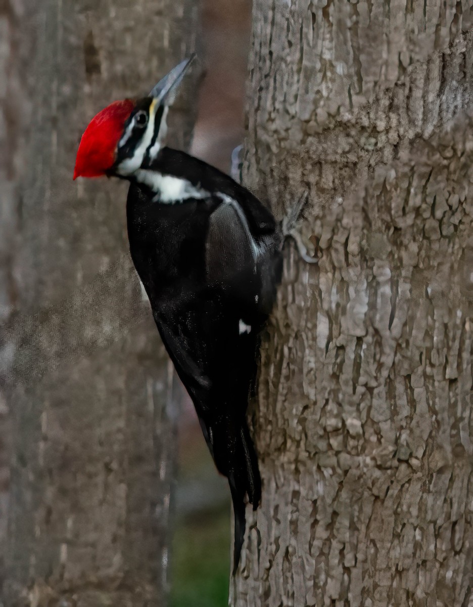 Pileated Woodpecker - ML629994494