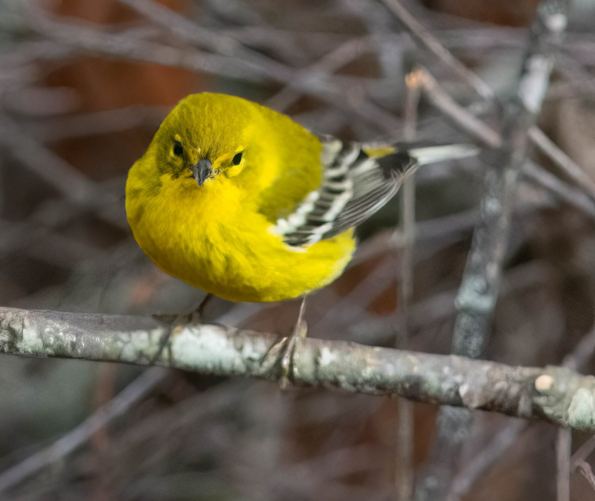 Pine Warbler - ML629994499