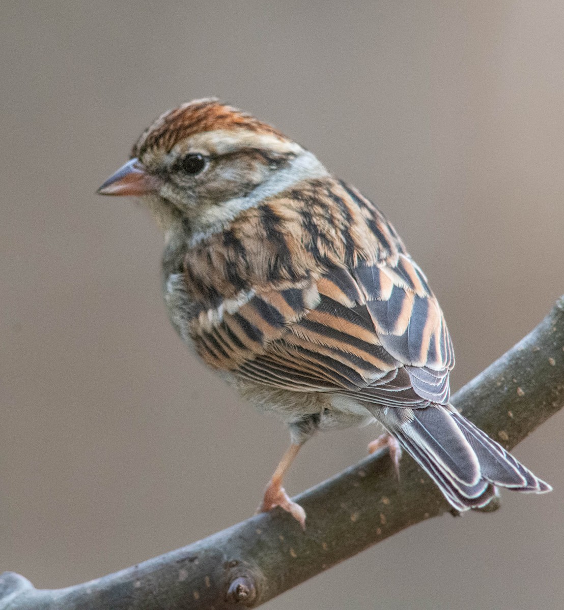 Chipping Sparrow - ML629994503