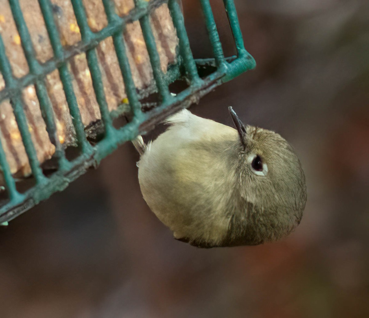 Ruby-crowned Kinglet - ML629994510