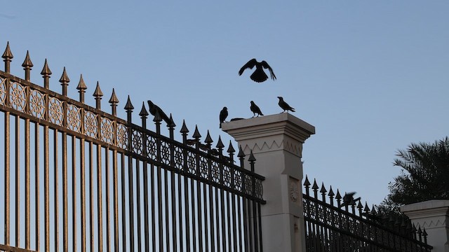 House Crow - ML629994586