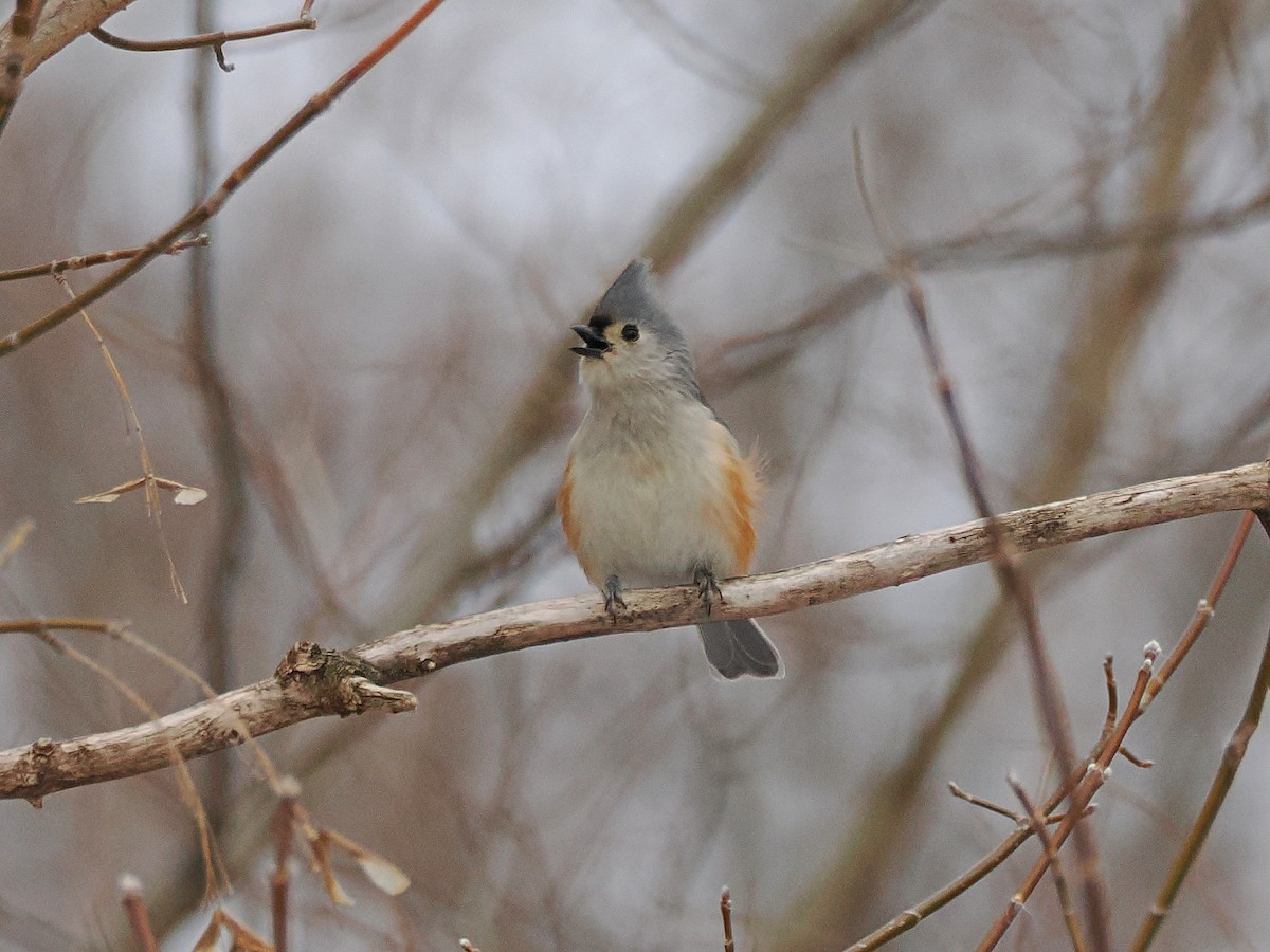 Tufted Titmouse - ML629994661