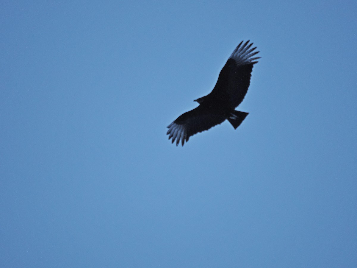 Black Vulture - ML629994671