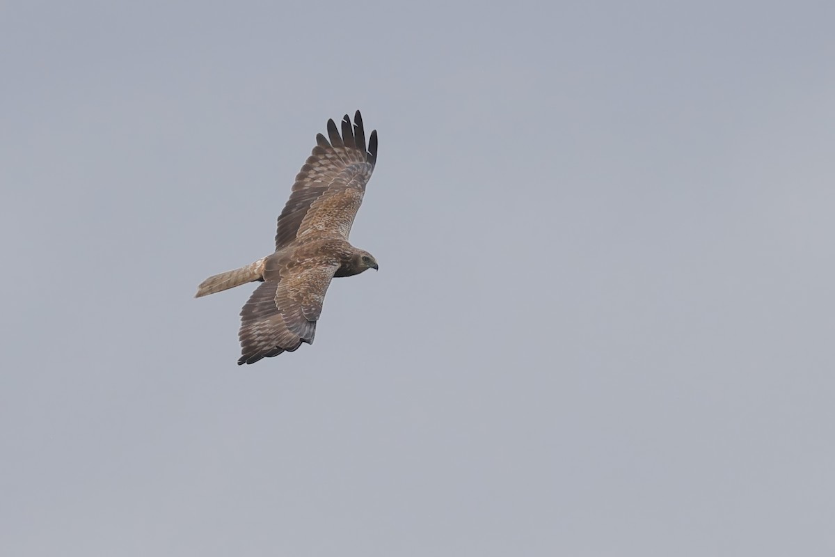 Eastern Marsh Harrier - ML629994687