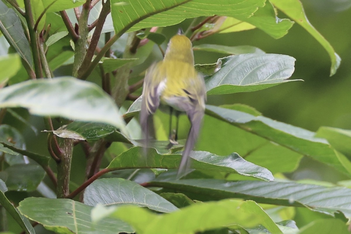 Chestnut-sided Warbler - Setophaga pensylvanica - Media Search ...