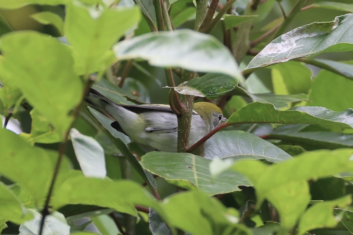 Chestnut-sided Warbler - Setophaga pensylvanica - Media Search ...