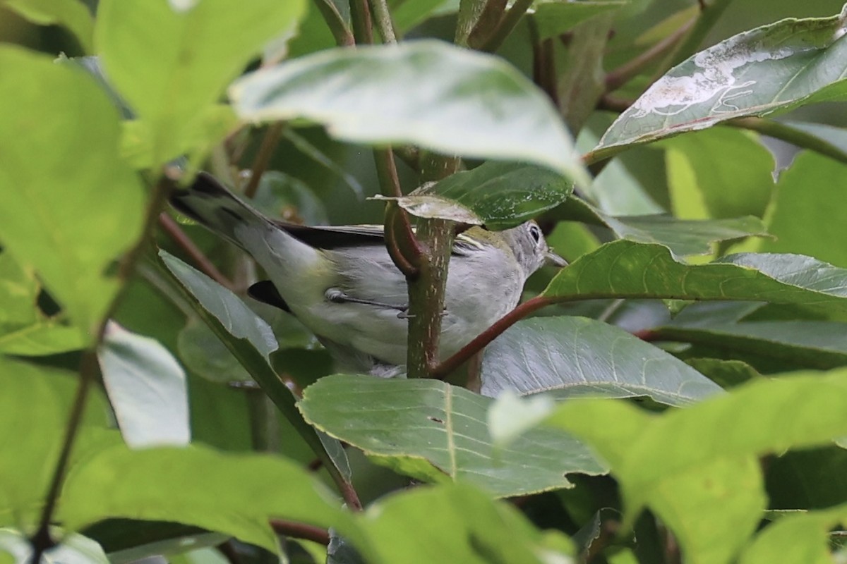 Chestnut-sided Warbler - Setophaga pensylvanica - Media Search ...