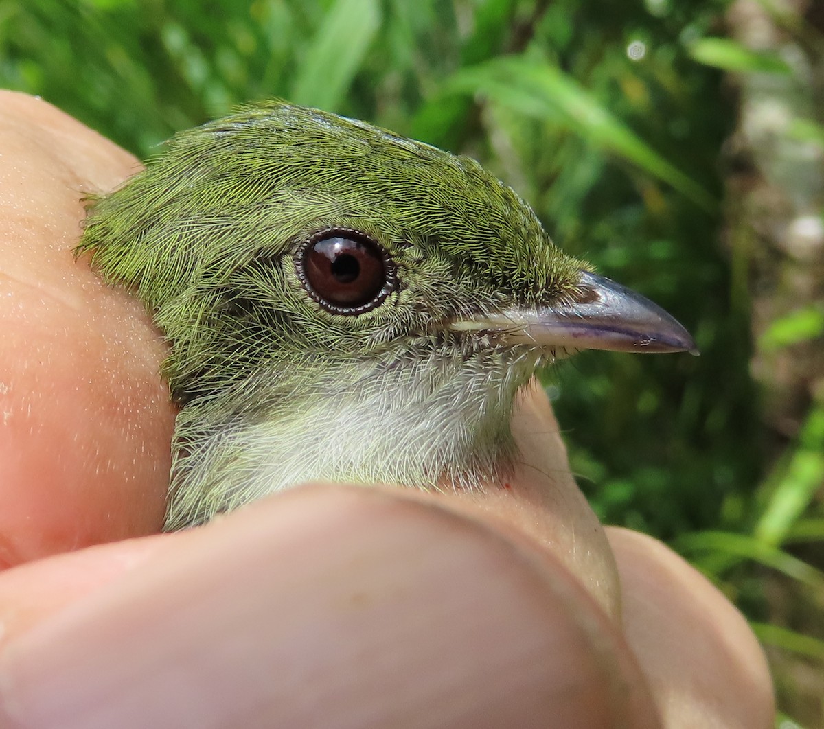 White-throated Manakin - ML629995428