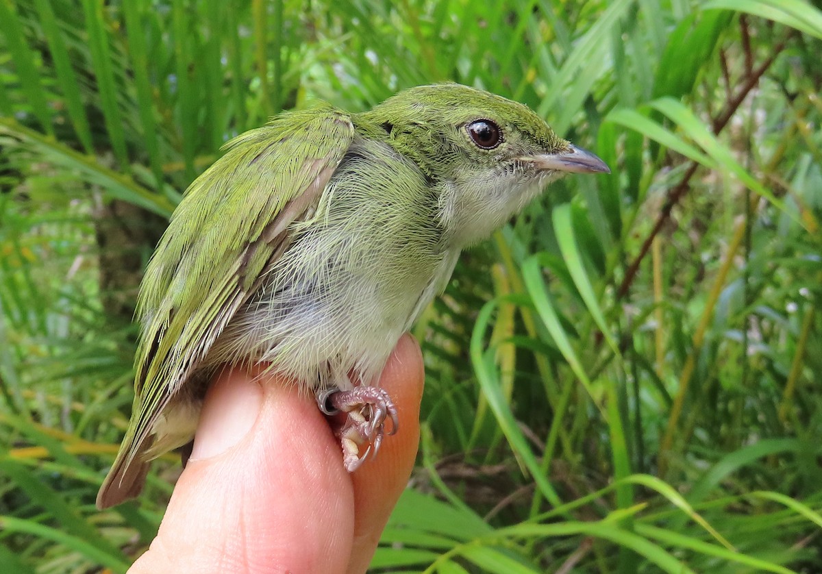 White-throated Manakin - ML629995438