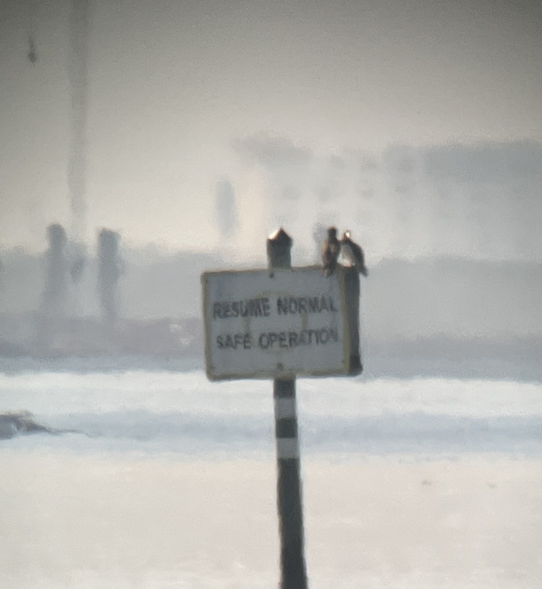 Brown Booby - ML629995597