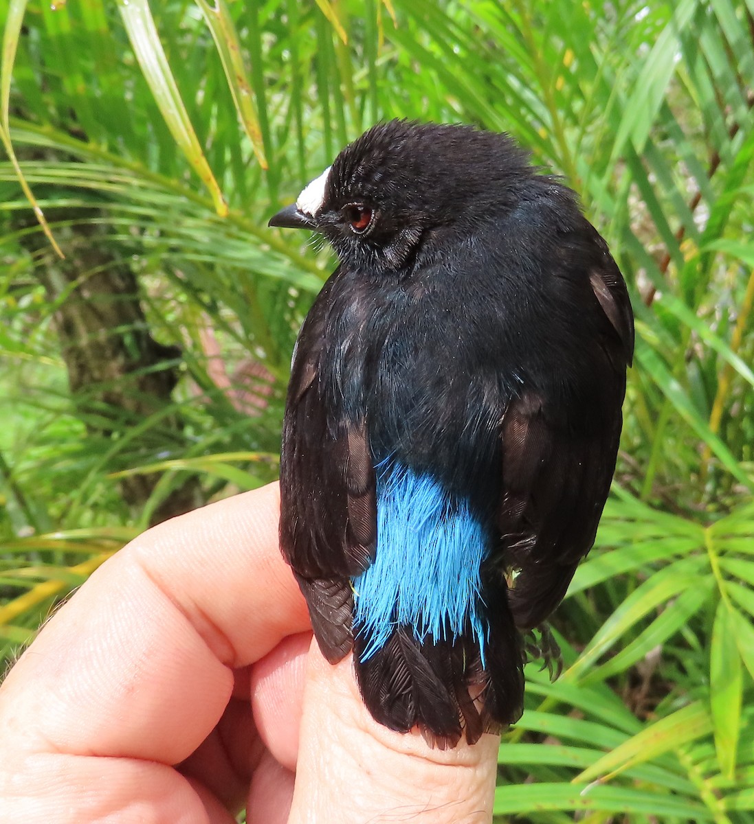 White-fronted Manakin - ML629995601