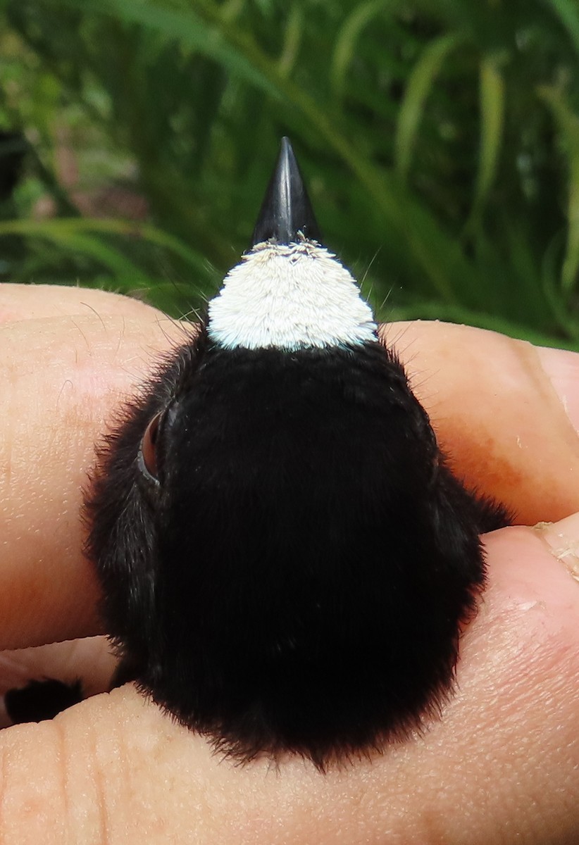White-fronted Manakin - ML629995621