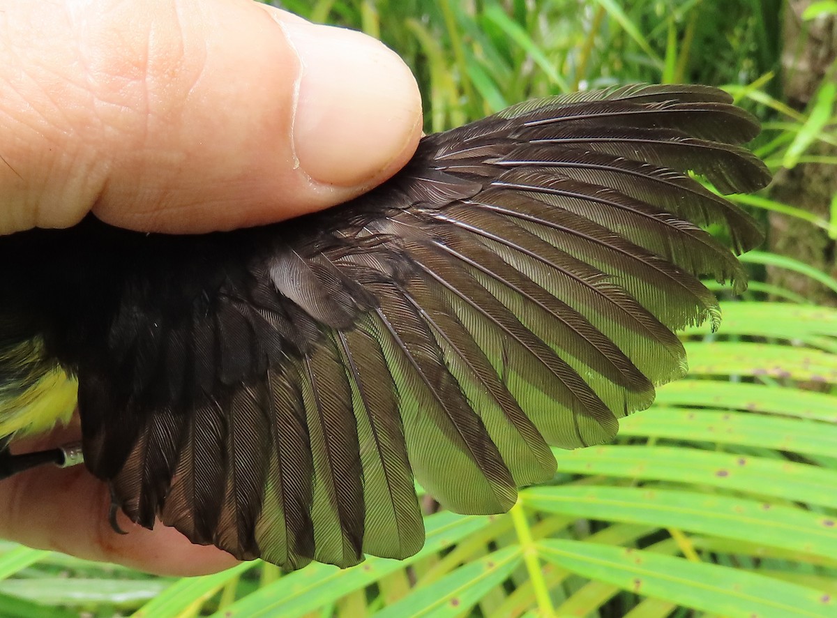 White-fronted Manakin - ML629995647
