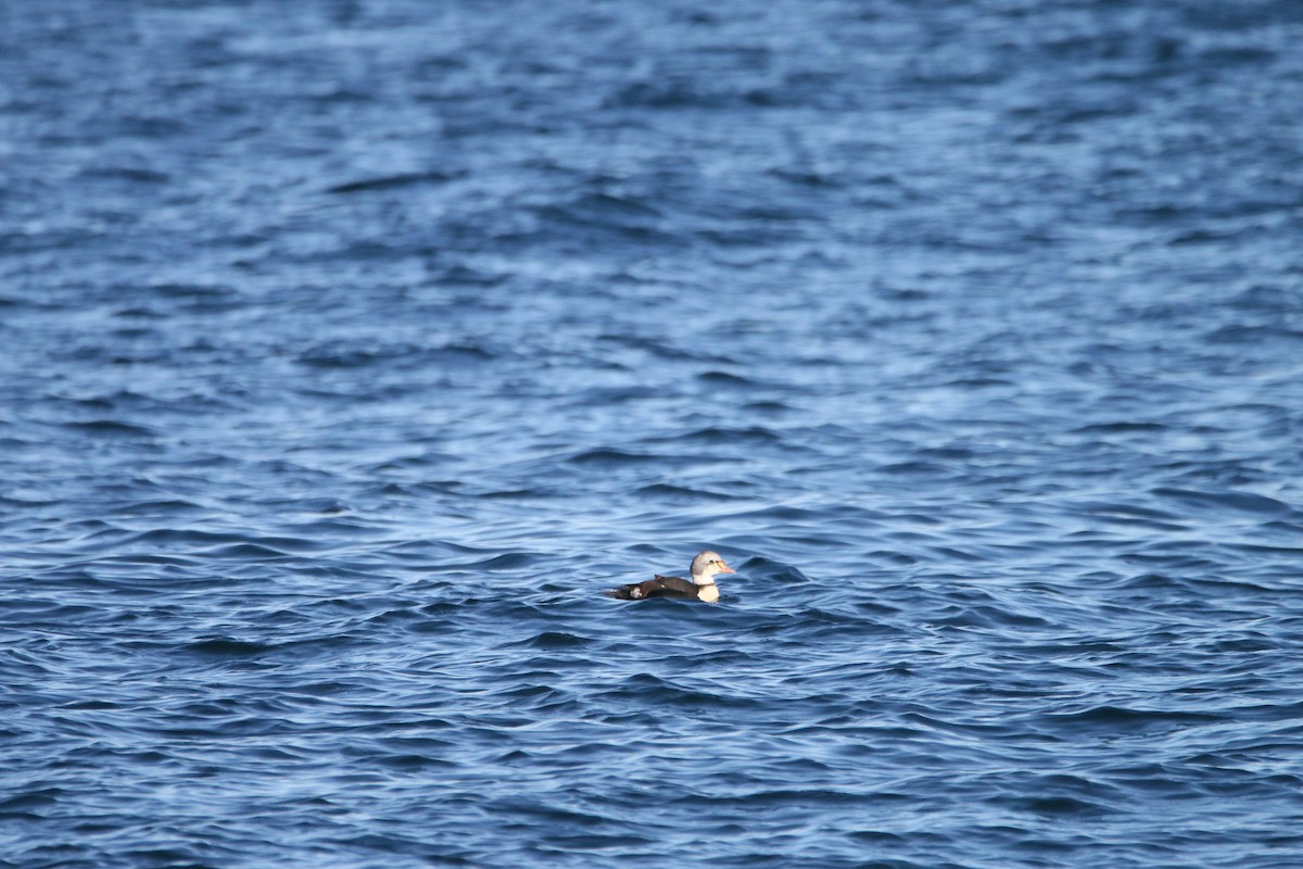 King Eider - ML629995758