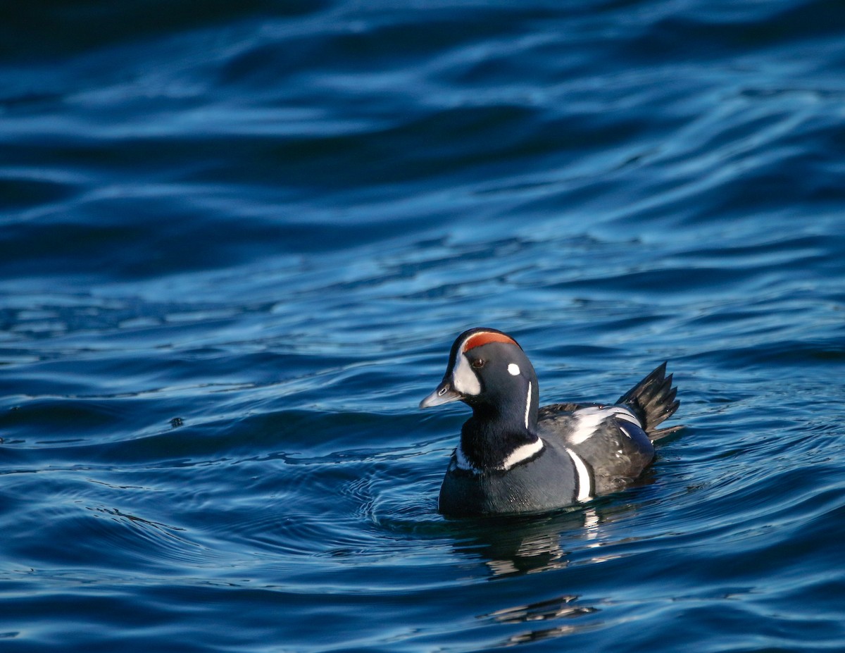 Harlequin Duck - ML629995788