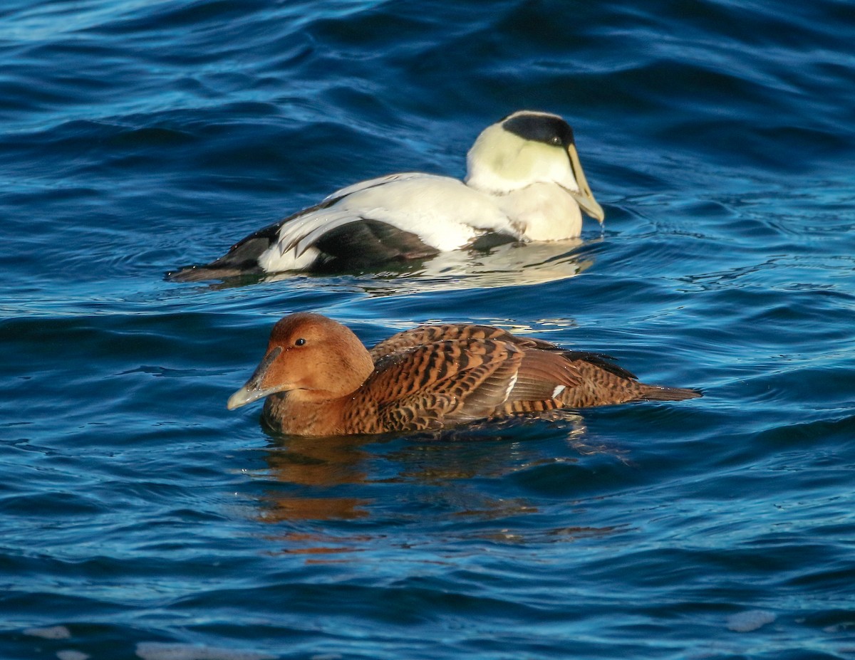 Common Eider - ML629995791