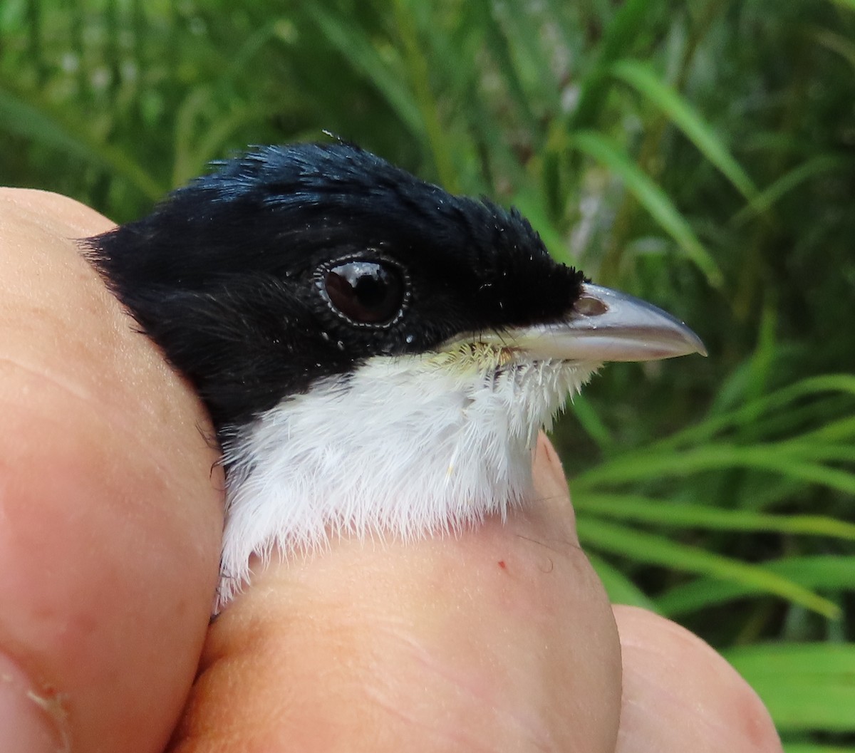 White-throated Manakin - ML629995799