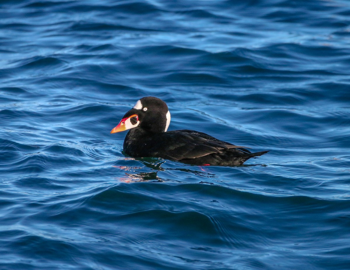 Surf Scoter - ML629995800