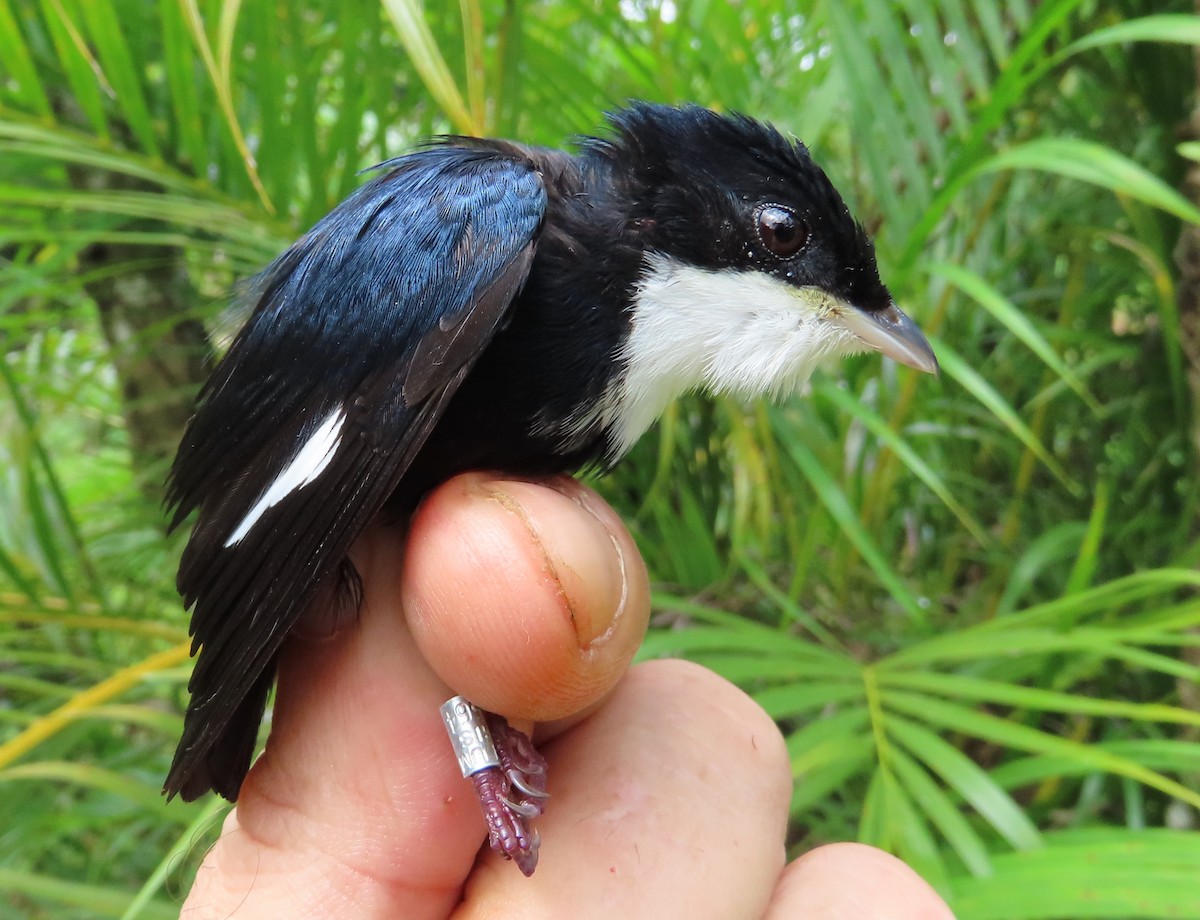 White-throated Manakin - ML629995808