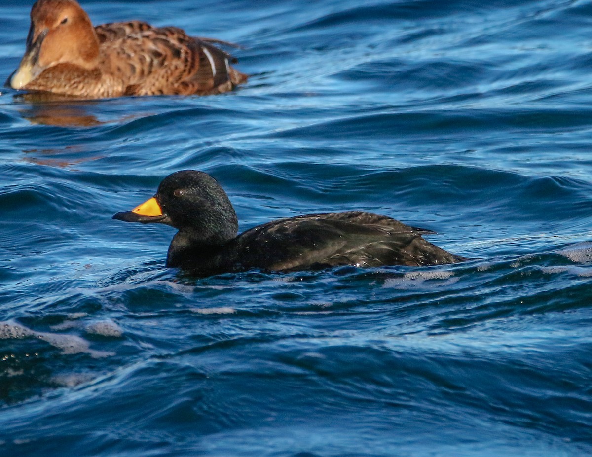 Black Scoter - ML629995813