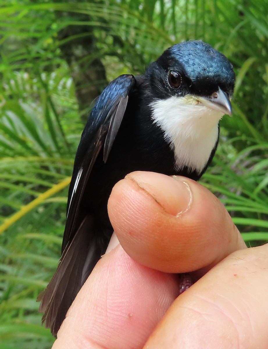 White-throated Manakin - ML629995823