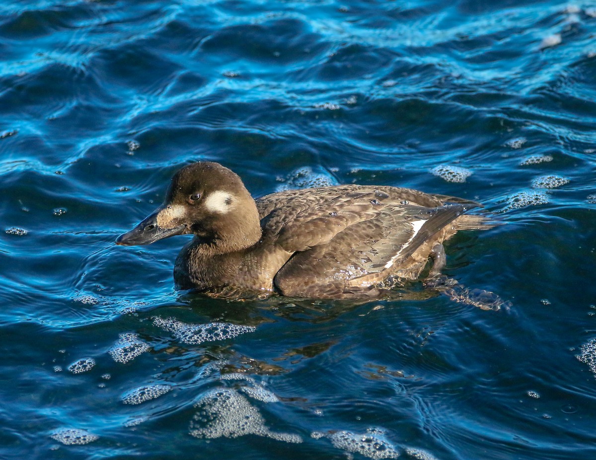 White-winged Scoter - ML629995827