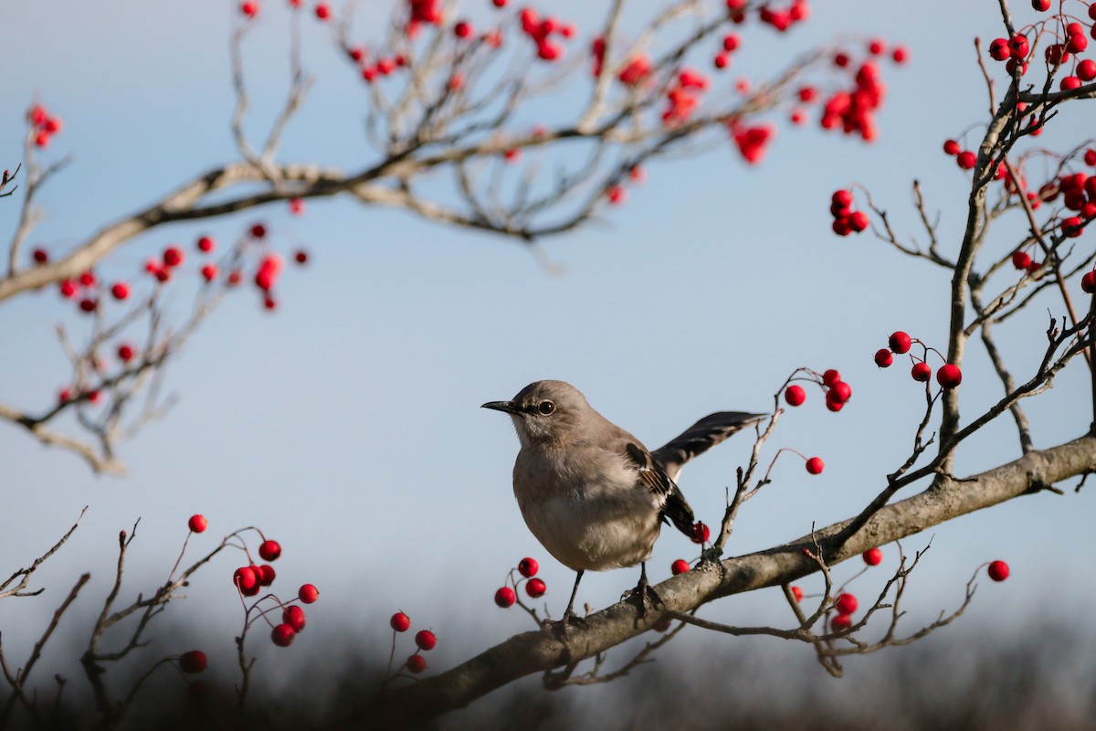 Northern Mockingbird - ML629995883